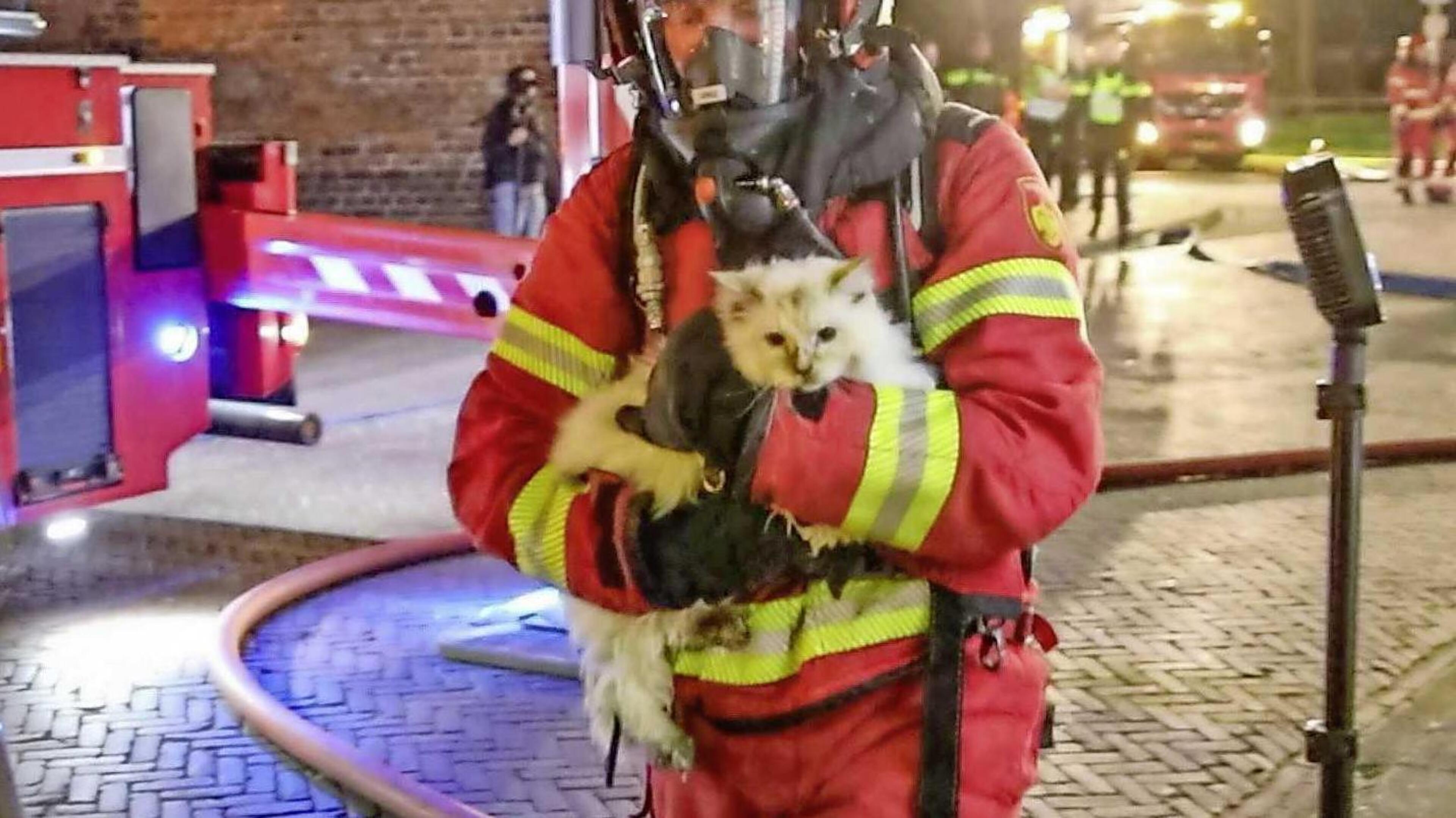 Na brand in kattenhotel Scheemda ook laatste dier terecht: ’Hulde aan de brandweer!’