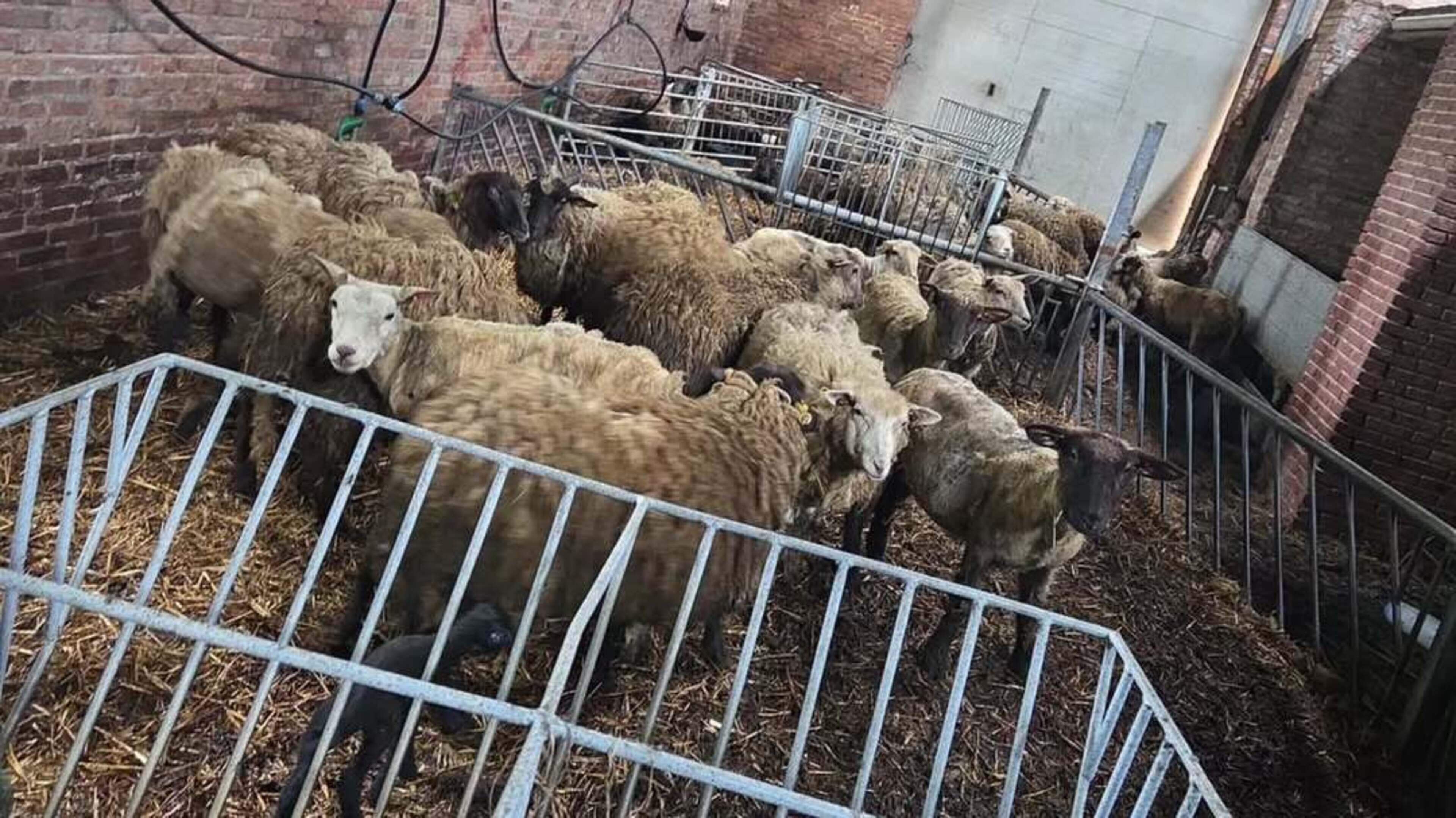 Politie vindt 40 dode dieren in schuur, man (21) aangehouden