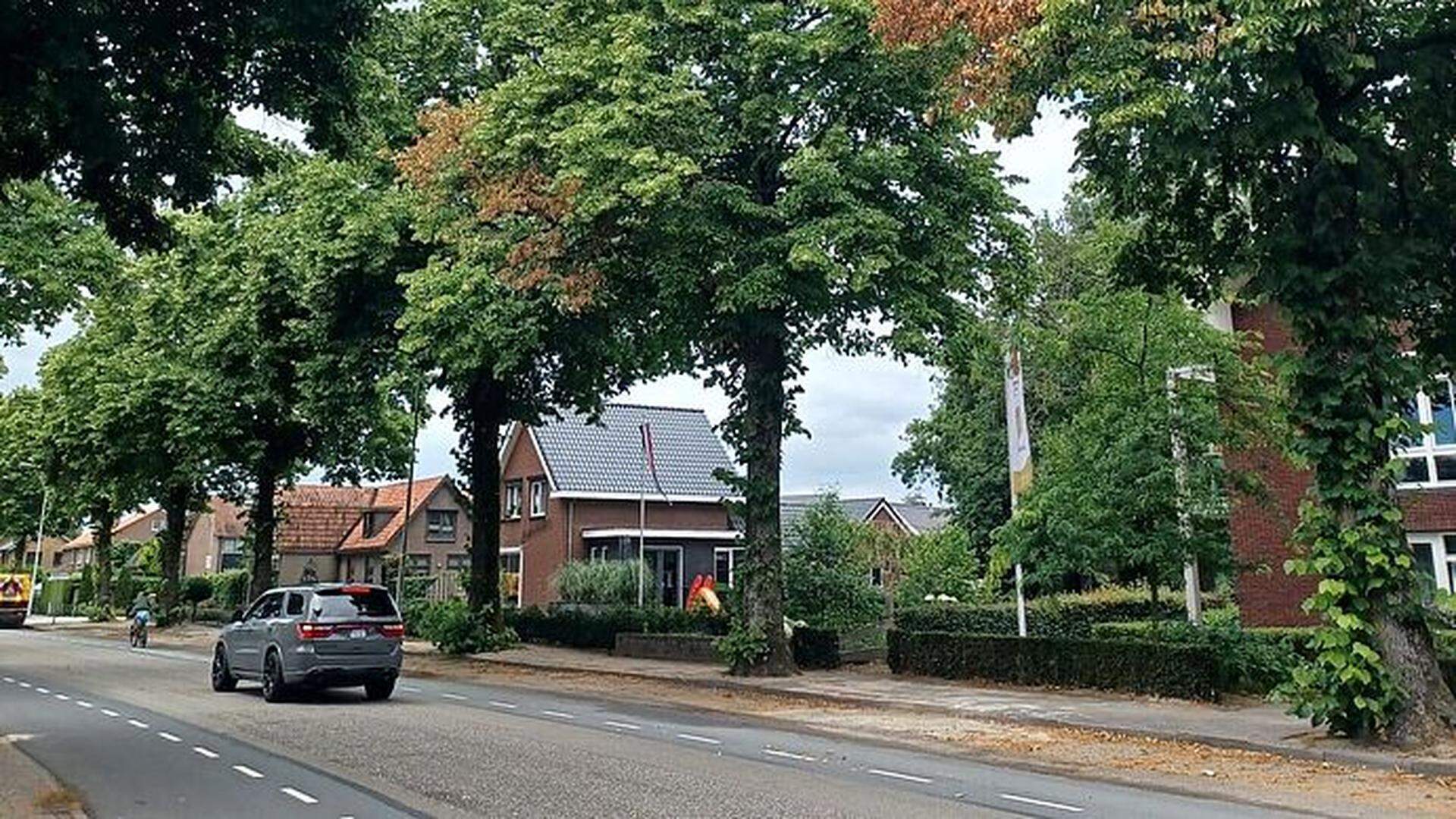 De rij bomen die met een giftige stof is geïnjecteerd. 