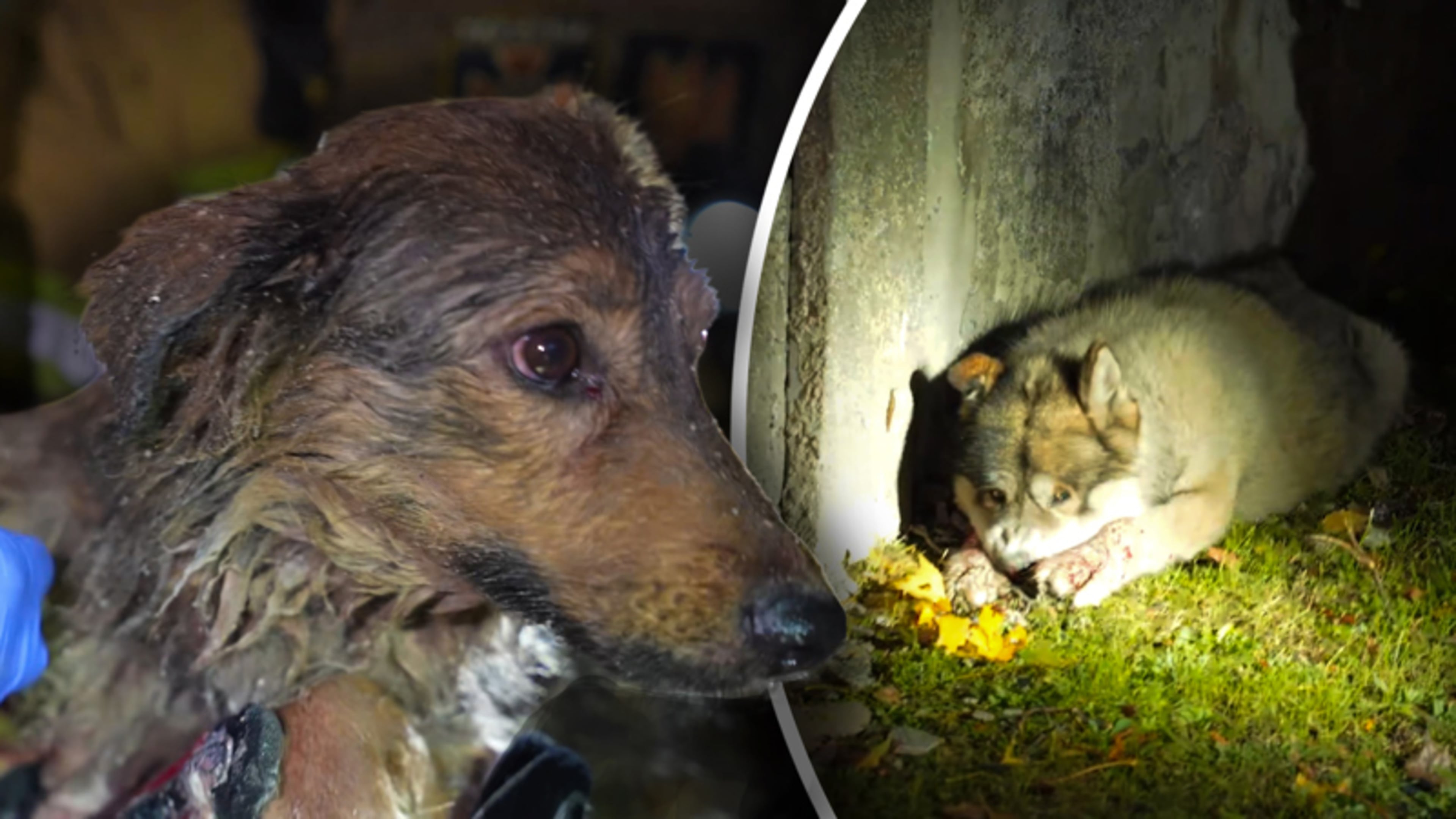Honden gered na Russische aanval: eigenaar mogelijk omgekomen