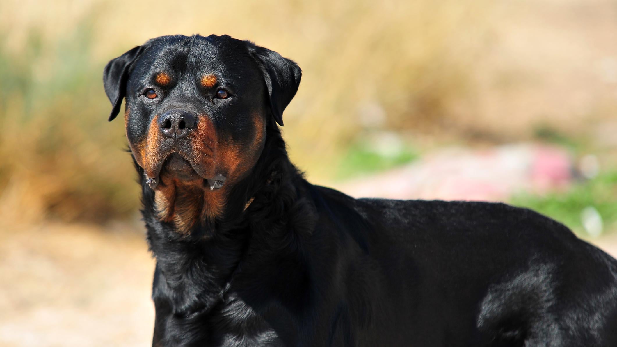 Meisje (14) sloot zichzelf op in hok van rottweiler na brute aanval: ’Zichzelf gered’