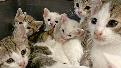 Ruim 40 katten gevonden in Amsterdamse woning: ’Bijzondere klus om te ...