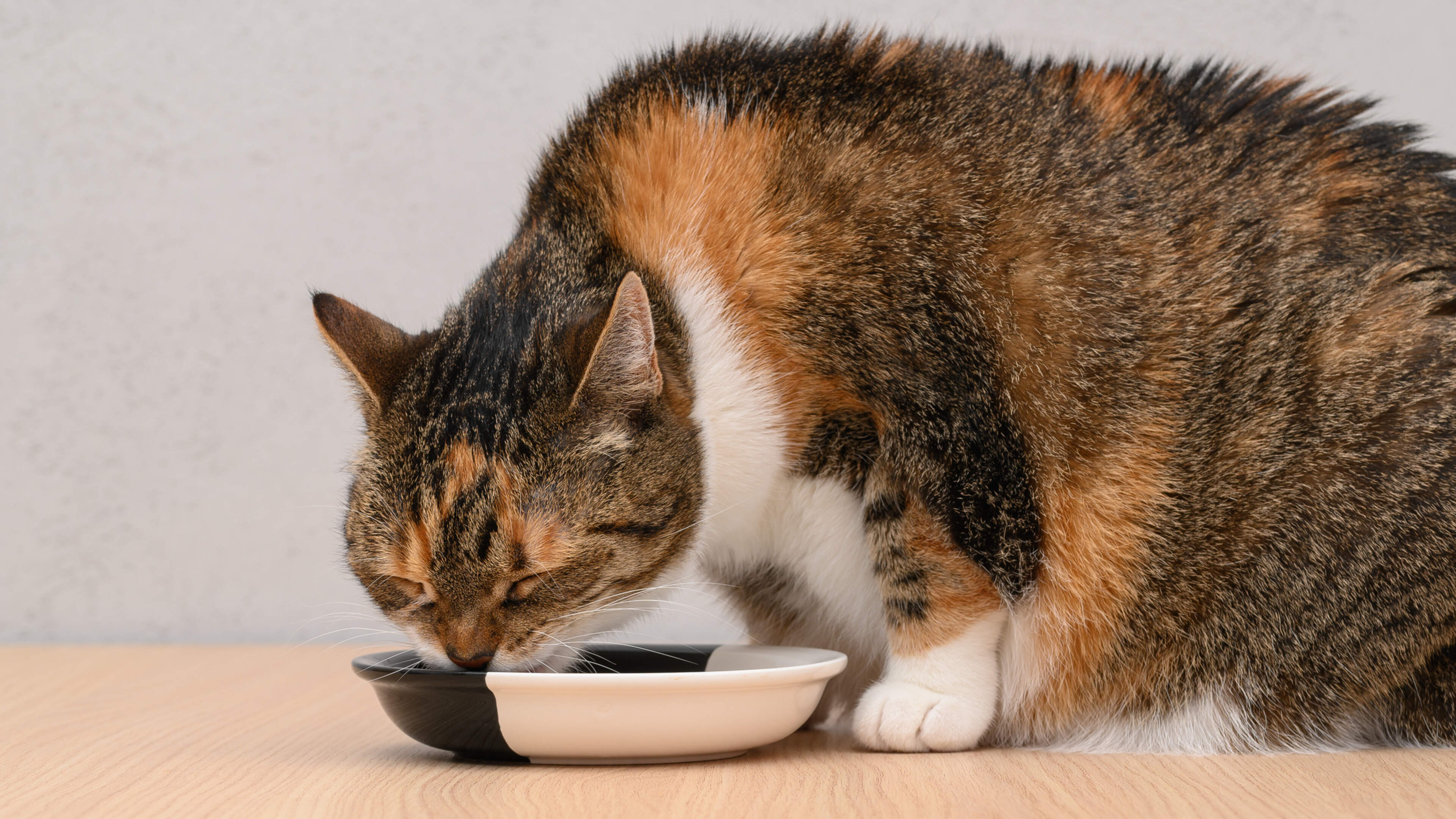 Half of dogs and cats overweight: ‘It’s actually a form of abuse’