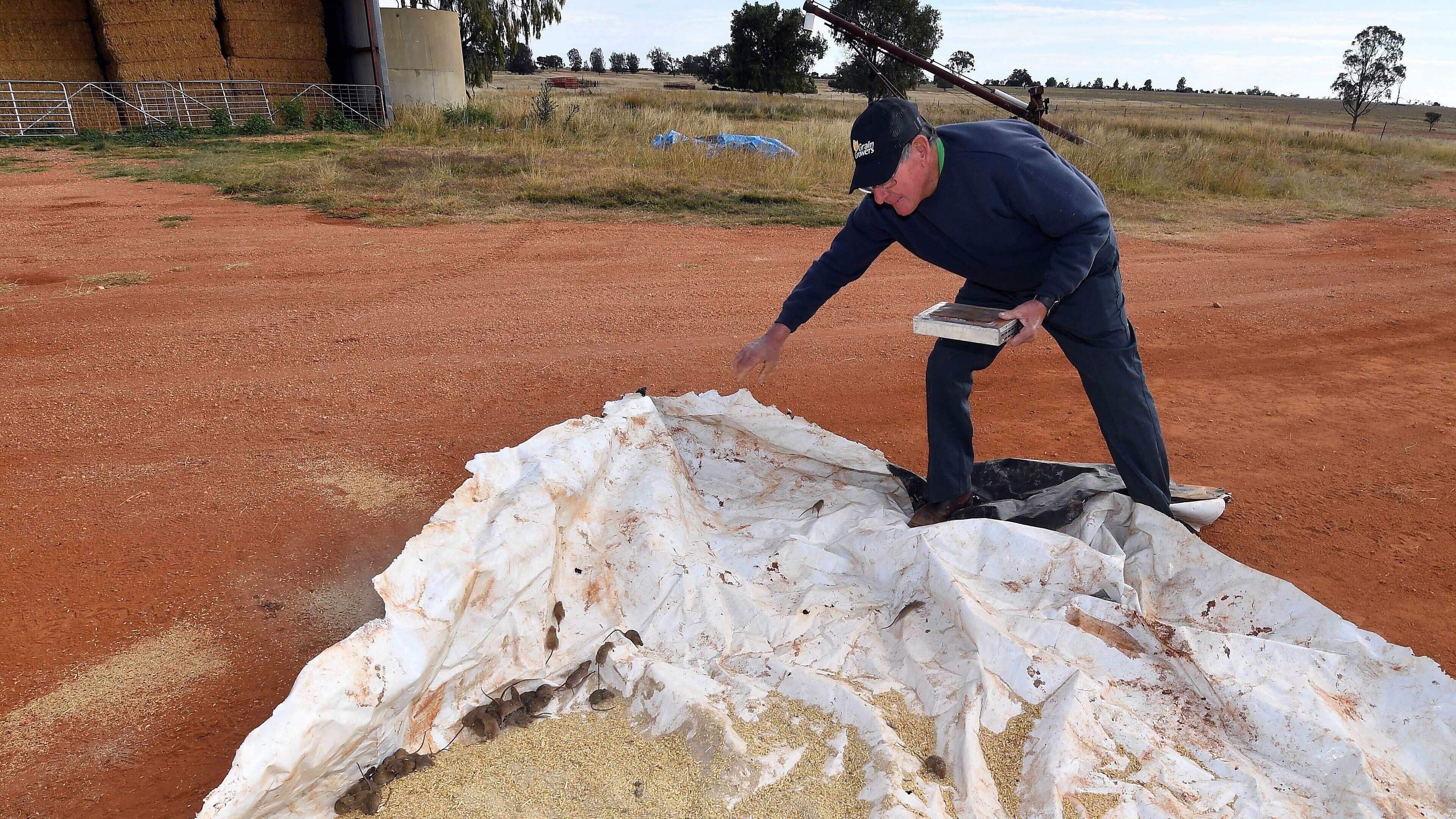 Muizenplaag bezorgt Australische landbouwers slapeloze nachten: ’Ze stinken als een rottend lichaam’
