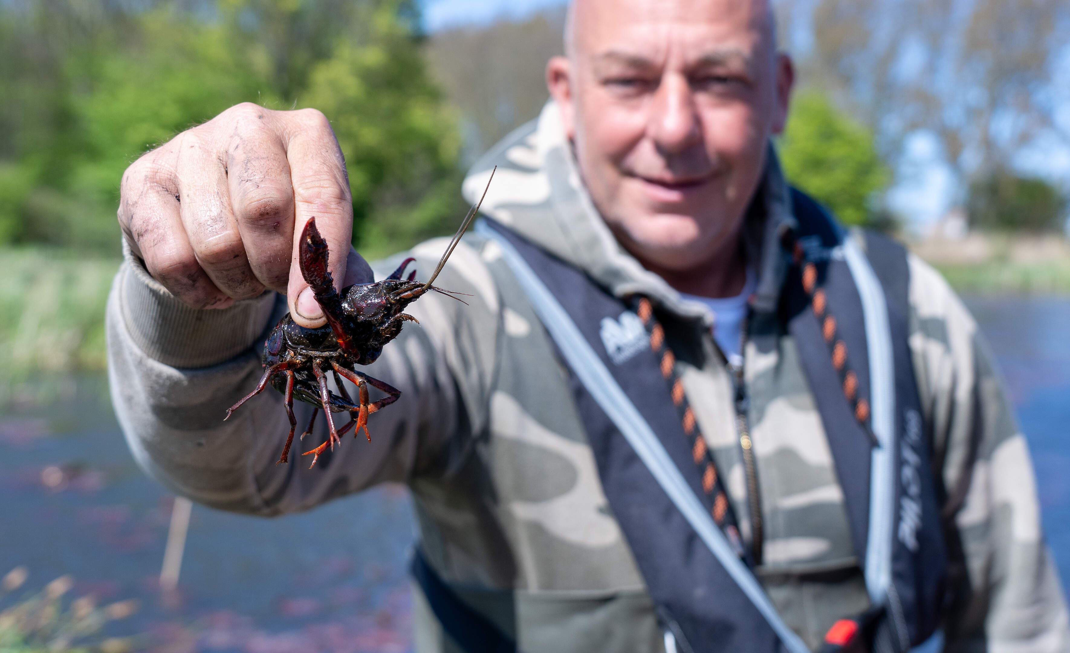 Verwoestende rivierkreeft teistert Westland en moet daarom weg vinden naar ons bord: ’Maar dit mogen mensen echt niet zelf doen’