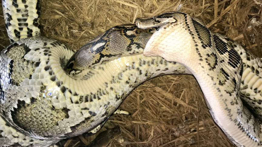 enorme tijgerpython in oosterbeek stelt experts voor... Reusachtige python verslindt nóg grotere python in verbazingwekkend ...