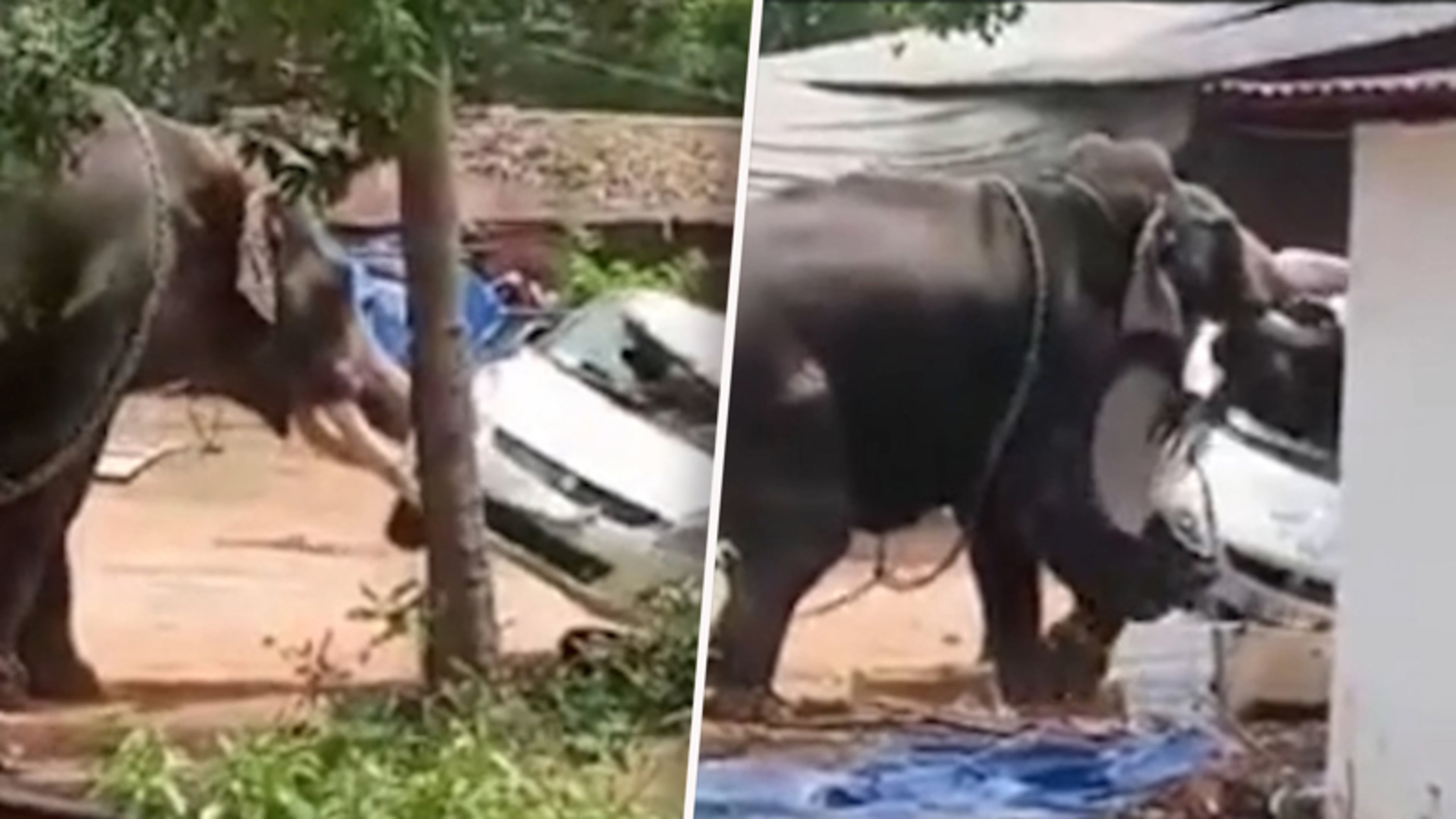 Olifant zorgt voor grote chaos op festival in India: één dode