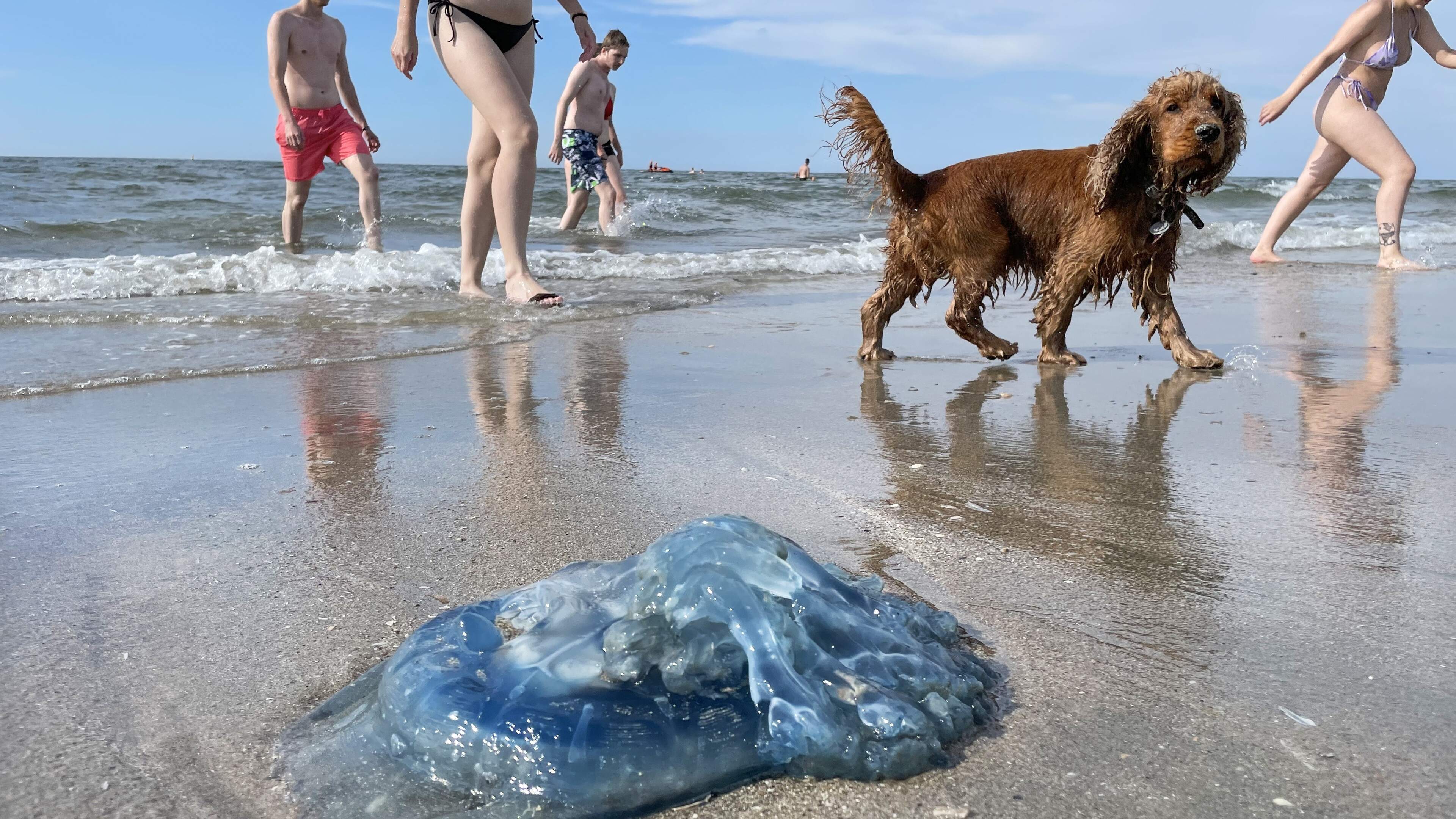 Water fun ruined as jellyfish swarm beaches: 'Conditions are now ideal for them'