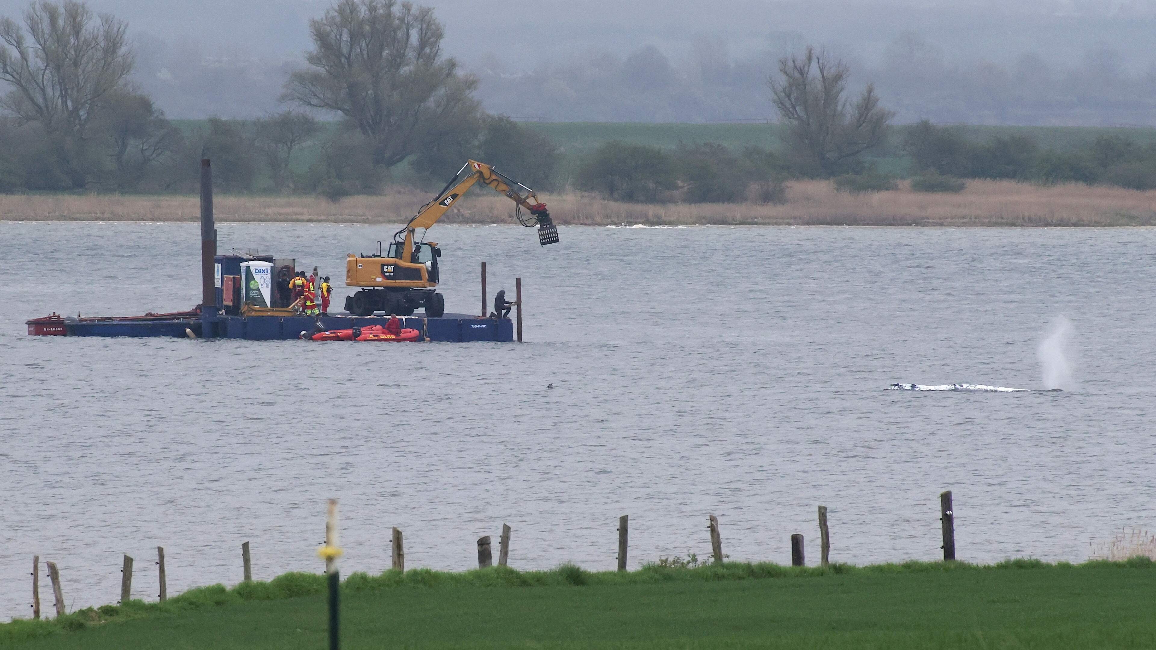 Redders hoopvol over bultrug voor Duitse kust: ’Hij wil vrij zijn, dat zien we allemaal’