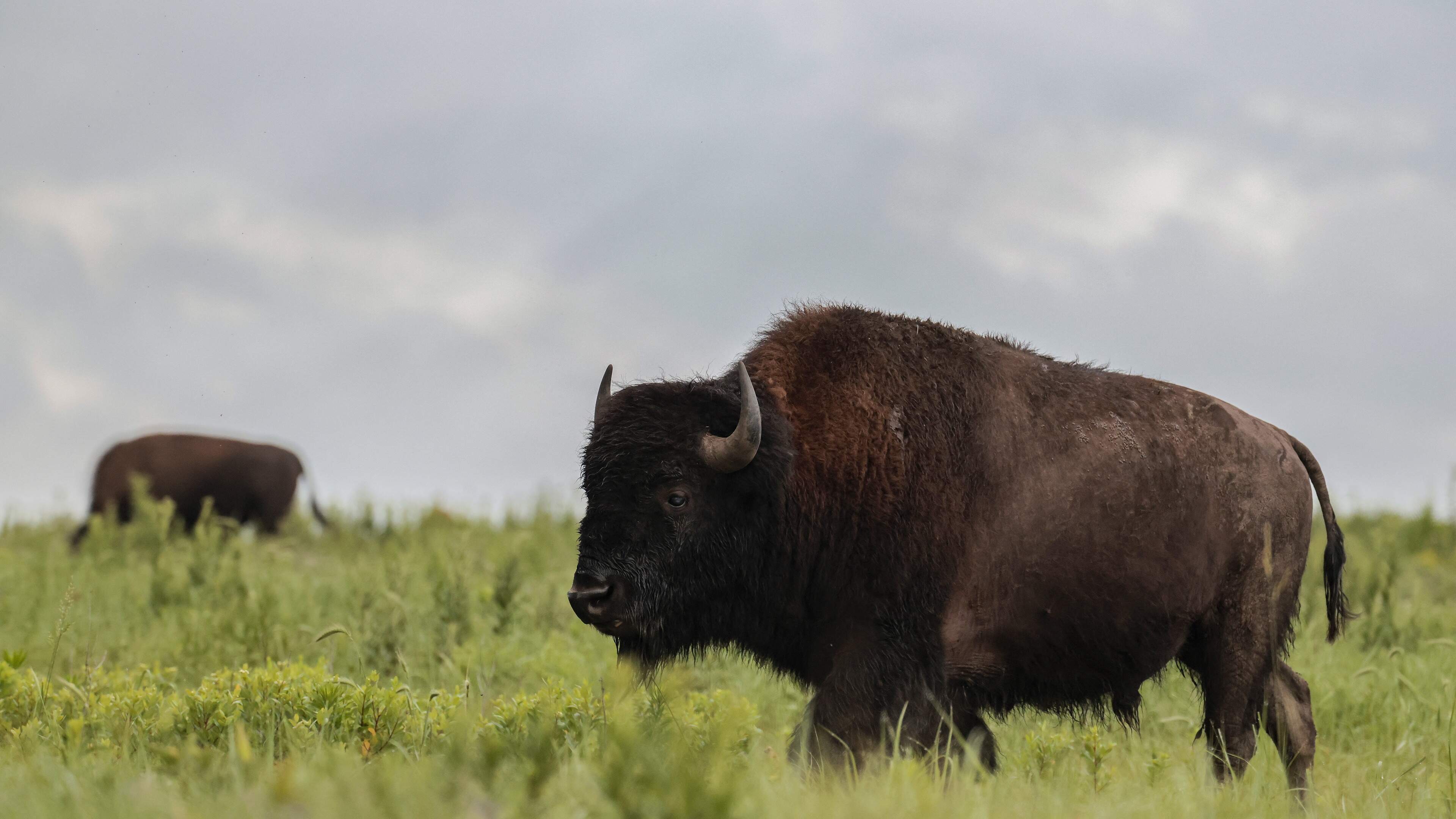 Grootvader (65) nadat bison hem metershoog de lucht inslingert: ’Had me kunnen spietsen’
