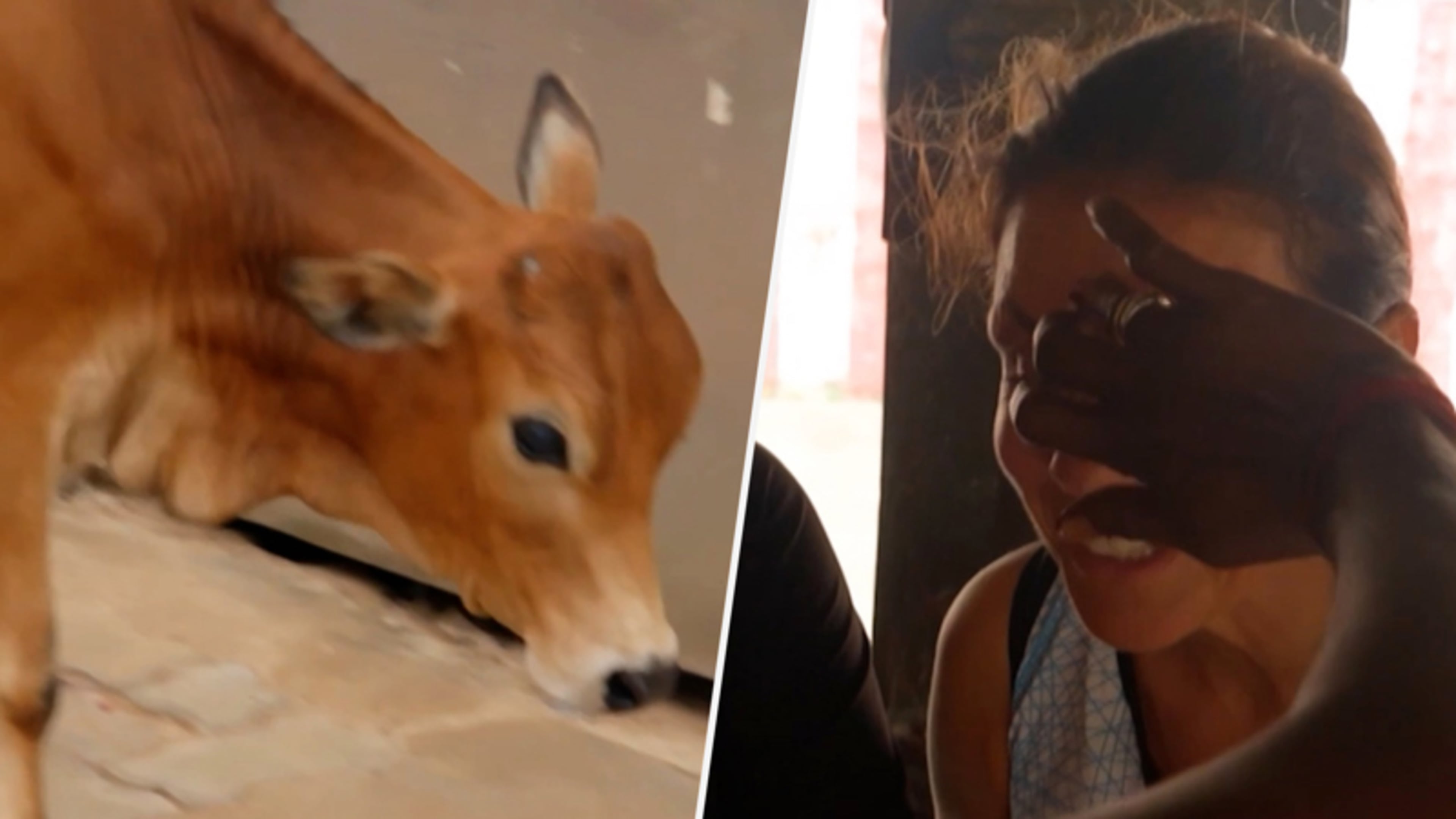 Leontien van Moorsel verbijsterd als ze merkt dat stip op haar hoofd van koeienstront is