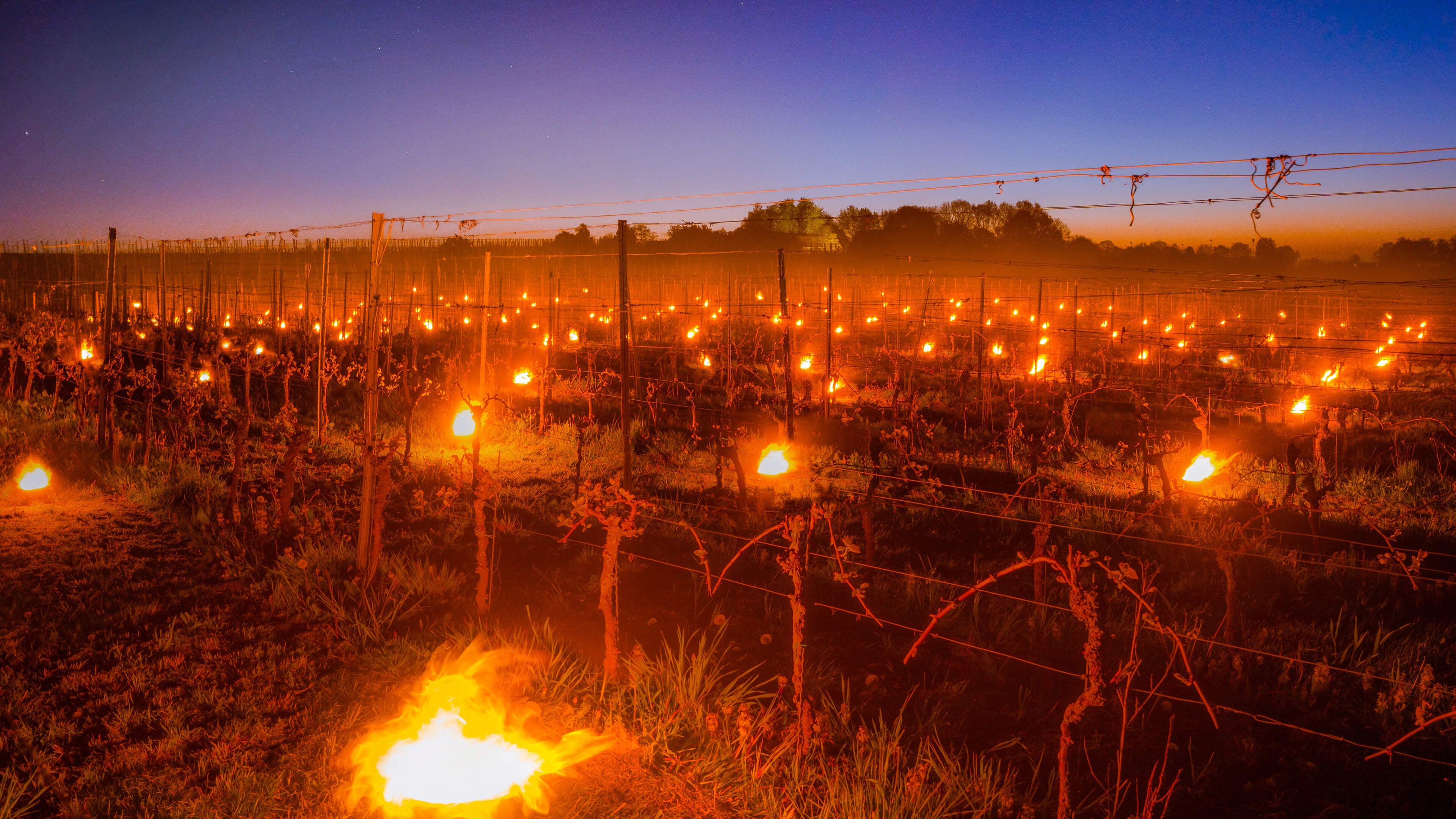 Gelderse wijnboeren komen met betoverende oplossing tegen verwoestende nachtvorst: ’In de Bourgogne doen ze dit ook’
