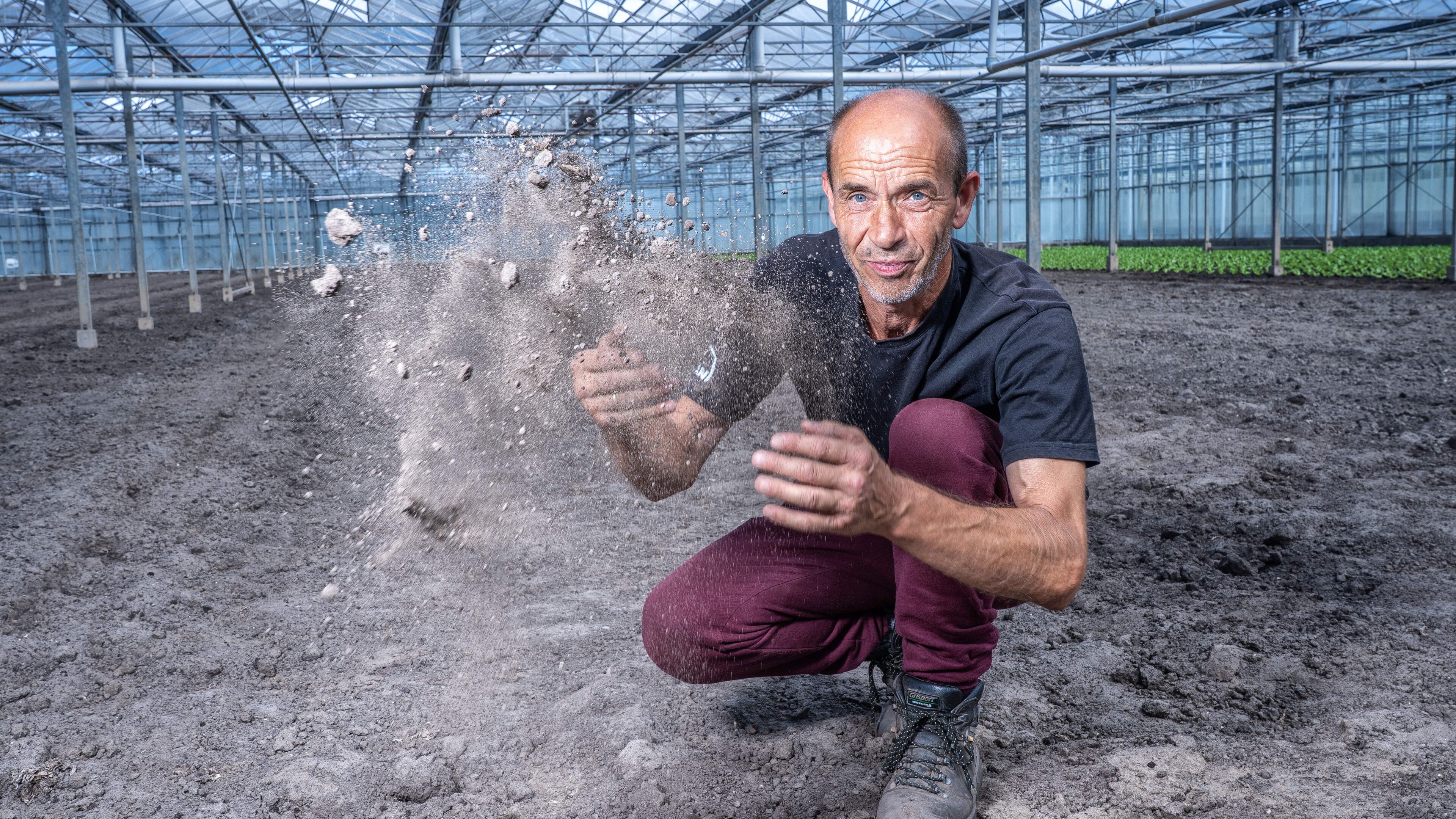 Boosheid om sproeiverbod en vrees voor miljoenenschade onder de glastuinders: ’Als de nieuwe slaplant geen water krijgt, gaat de hele teelt verloren’
