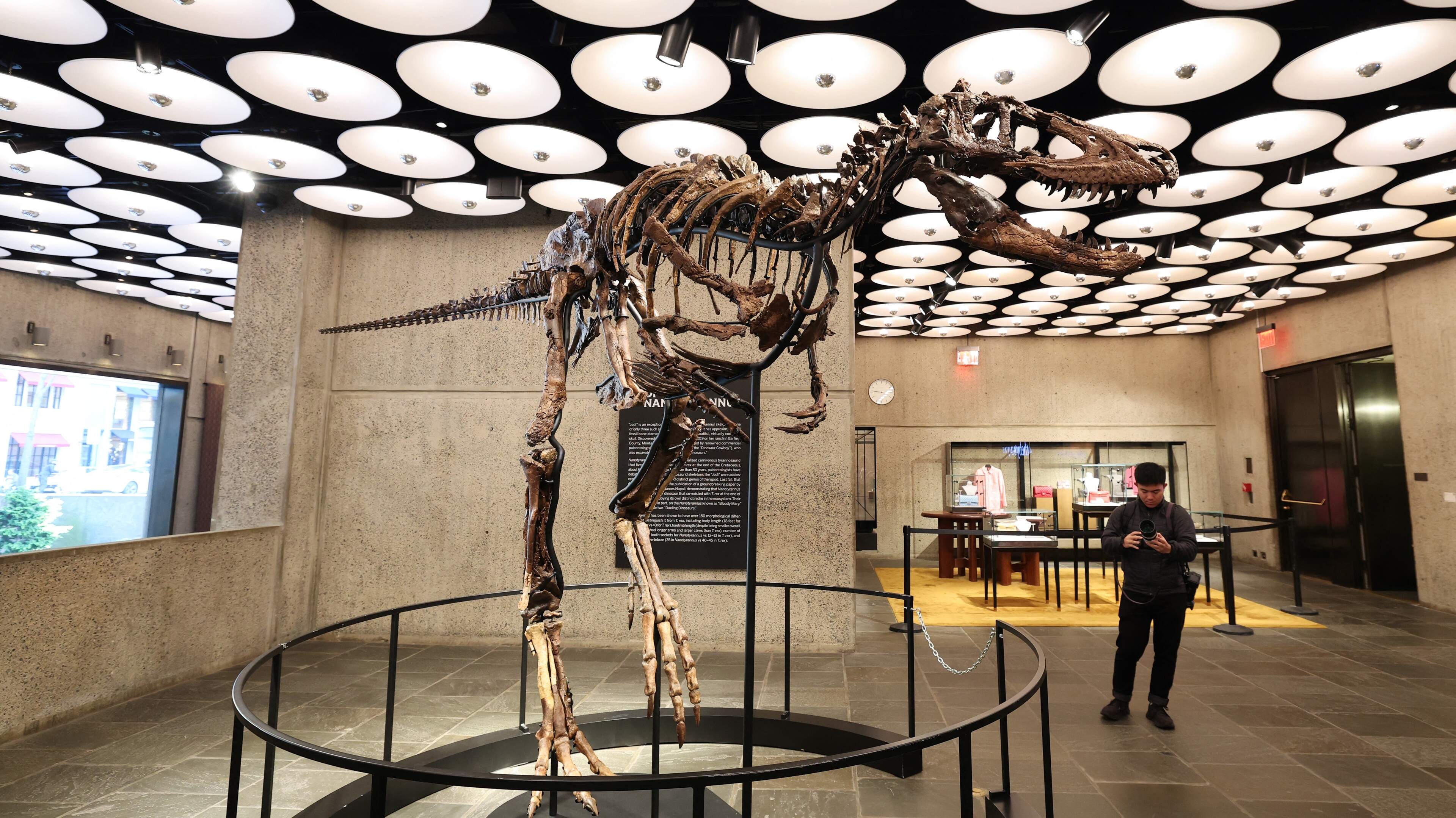 Dinoskelet zorgt voor ongeloof: brengt bijna 50 miljoen dollar op bij veiling