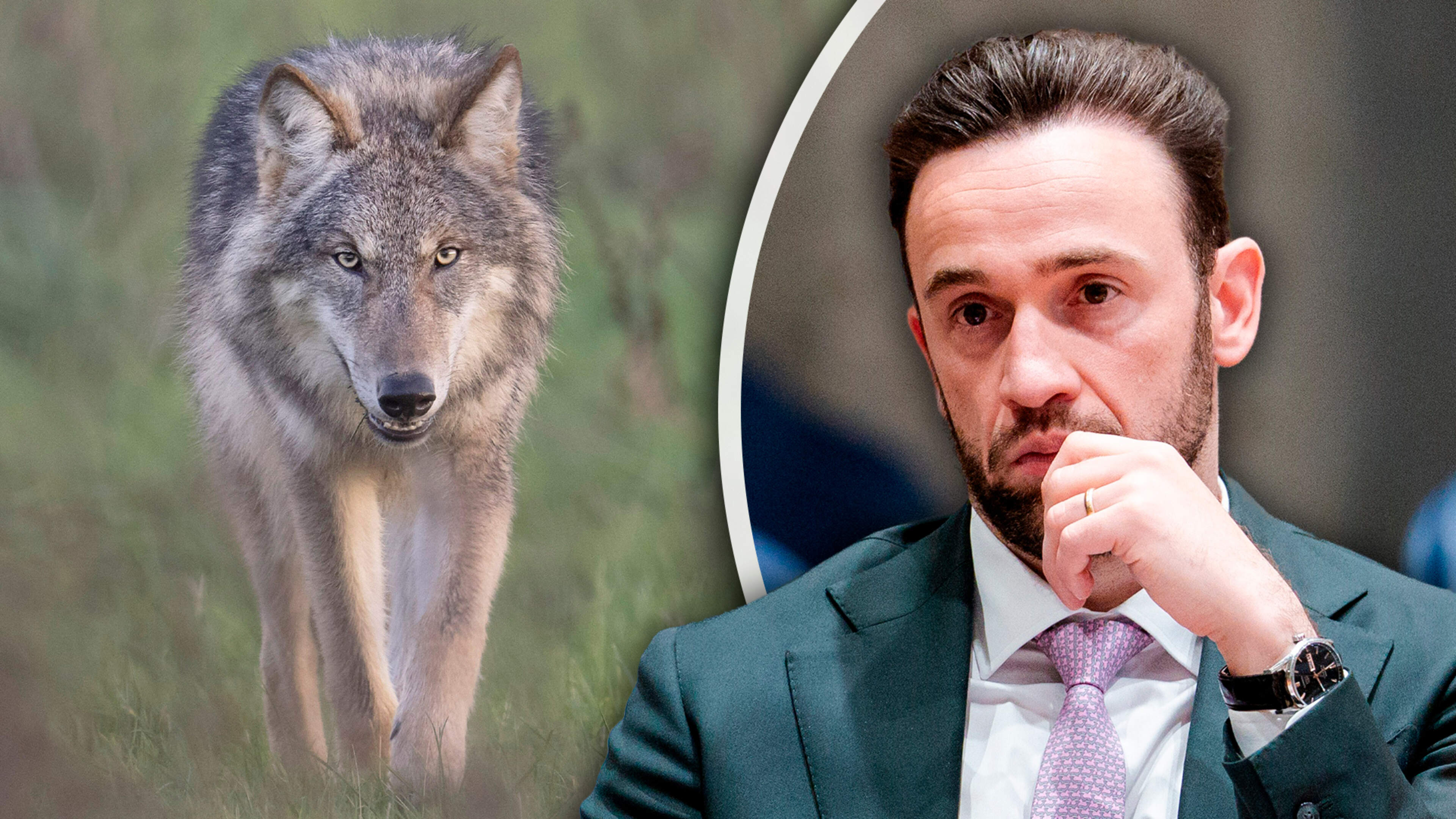 Wolf kan binnen enkele dagen worden afgeschoten: staatssecretaris Erkens passeert Tweede Kamer en voert eigenhandig wet in