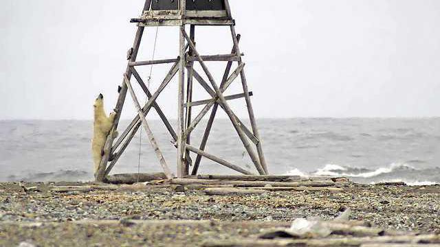 IJsberen en klimaatverandering verdrijven bioloog na halve eeuw uit observatiepost Spitsbergen