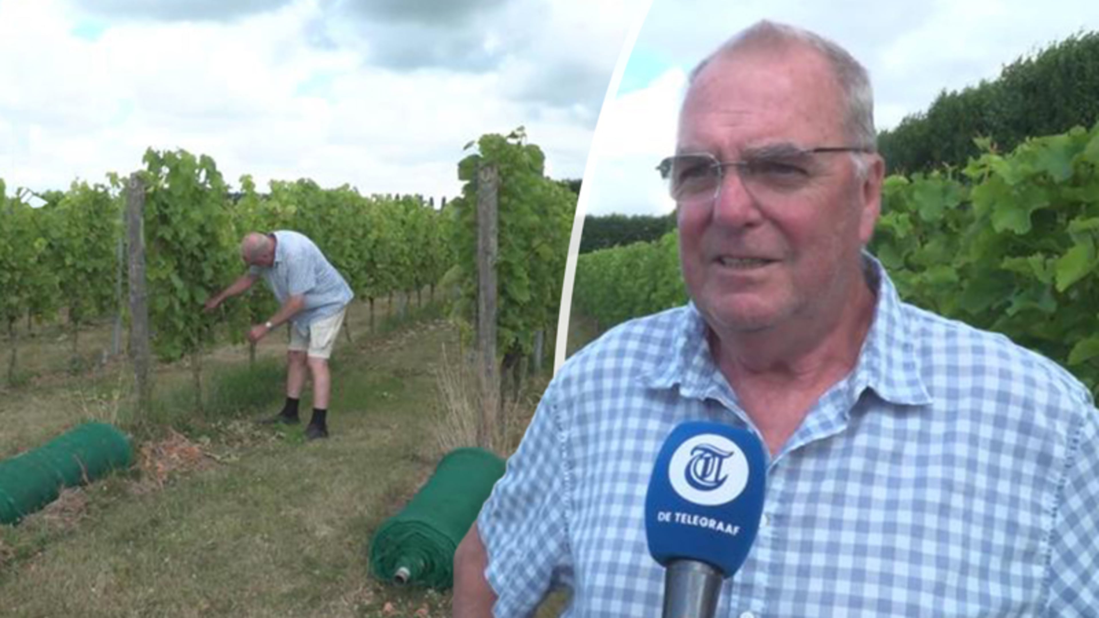 Wijnboeren profiteren juist van droogte: 'Topjaar!'