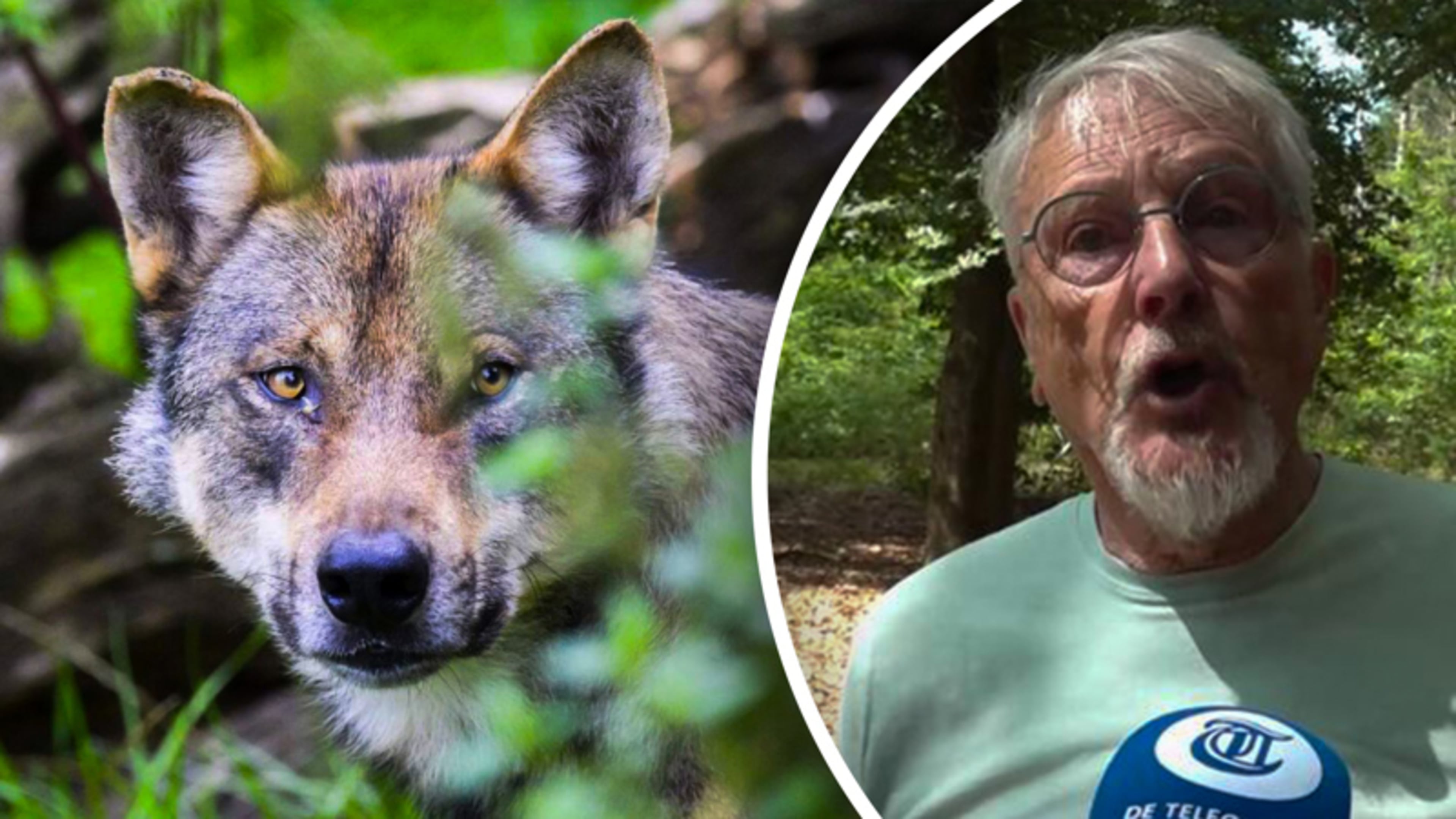 Na plannen om wolf sneller af te schieten: ‘Dit is nodig’