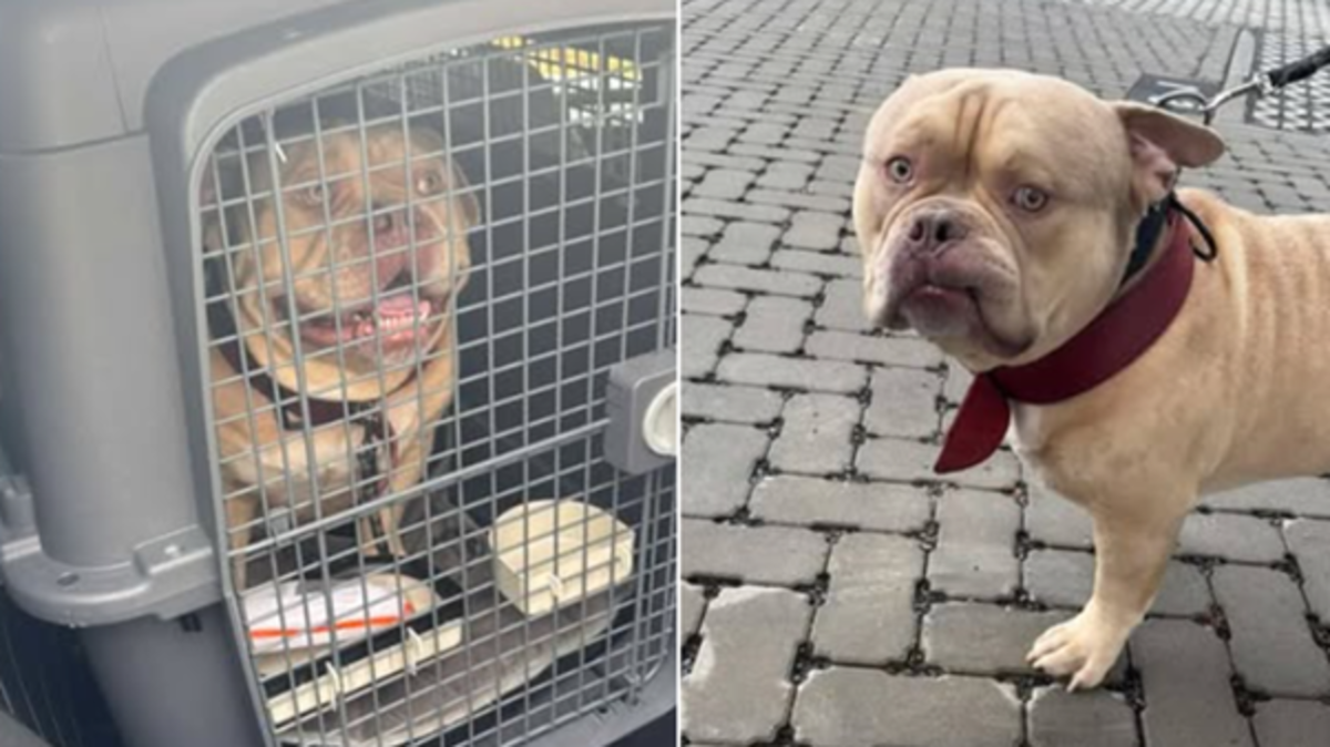 女性は飛行機に犬を連れて行くことを許可されていないので、彼女は亡命に向かってタクシーでペットを置いておきます