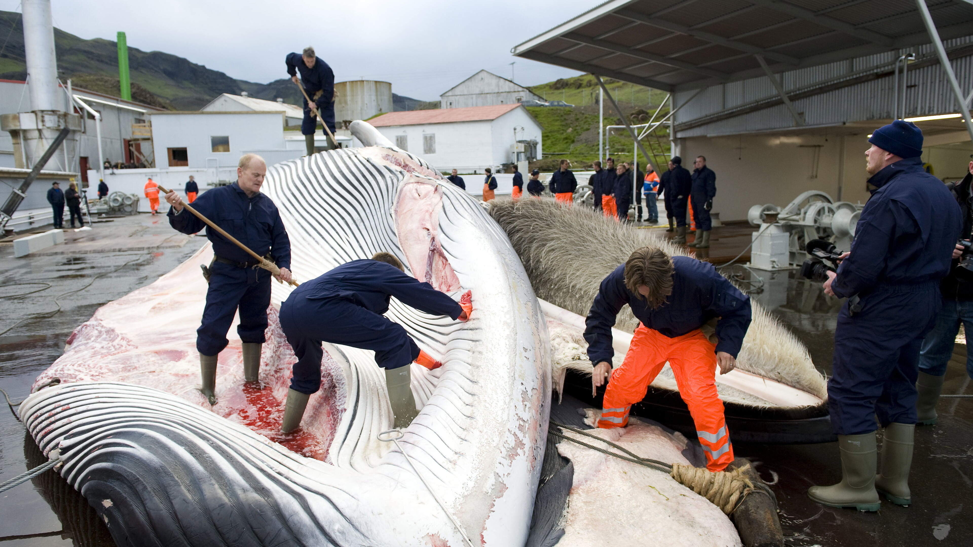 IJsland hervat walvisjacht: twee vinwalvissen gedood ondanks protesten