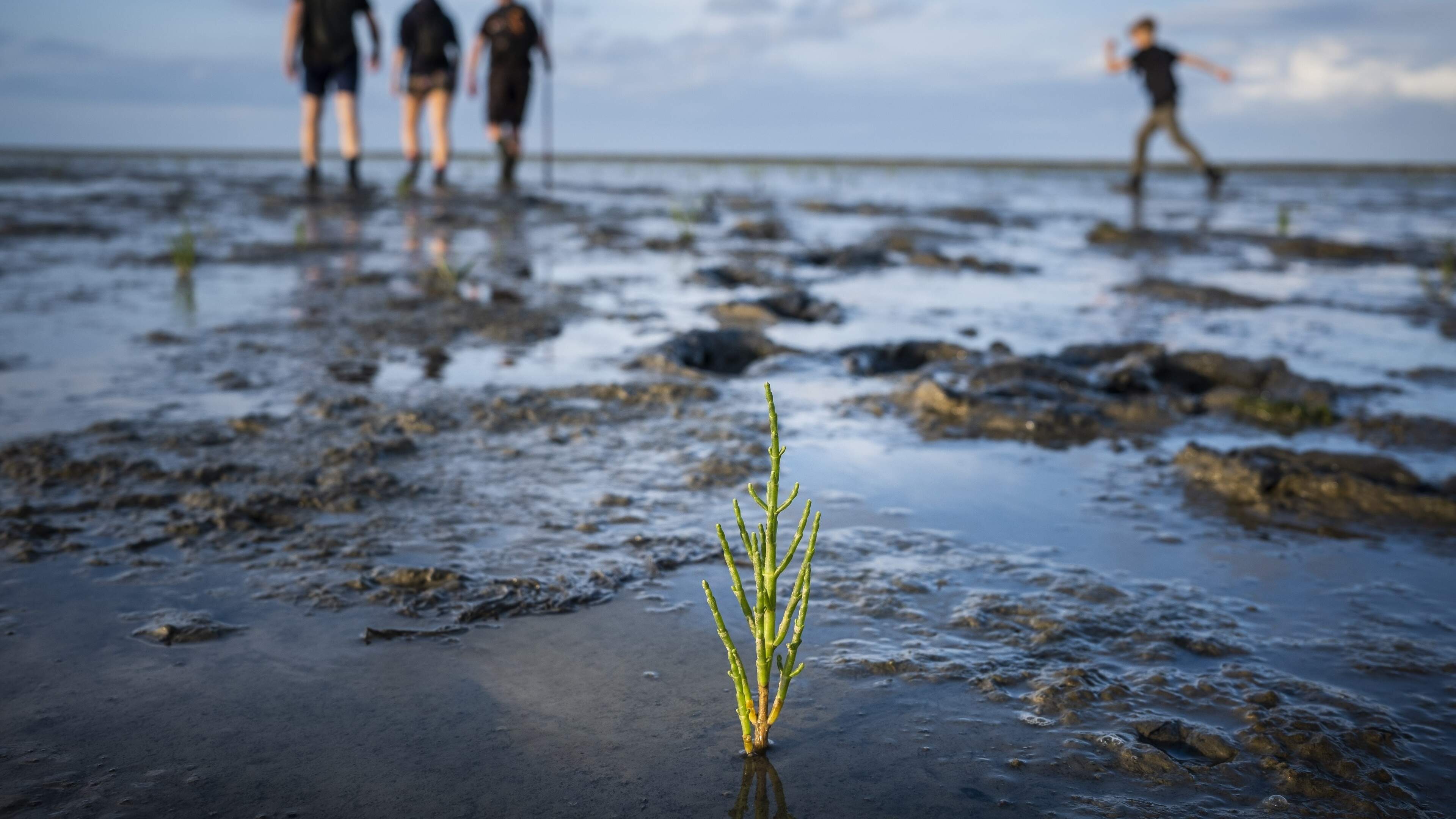Boot Ameland