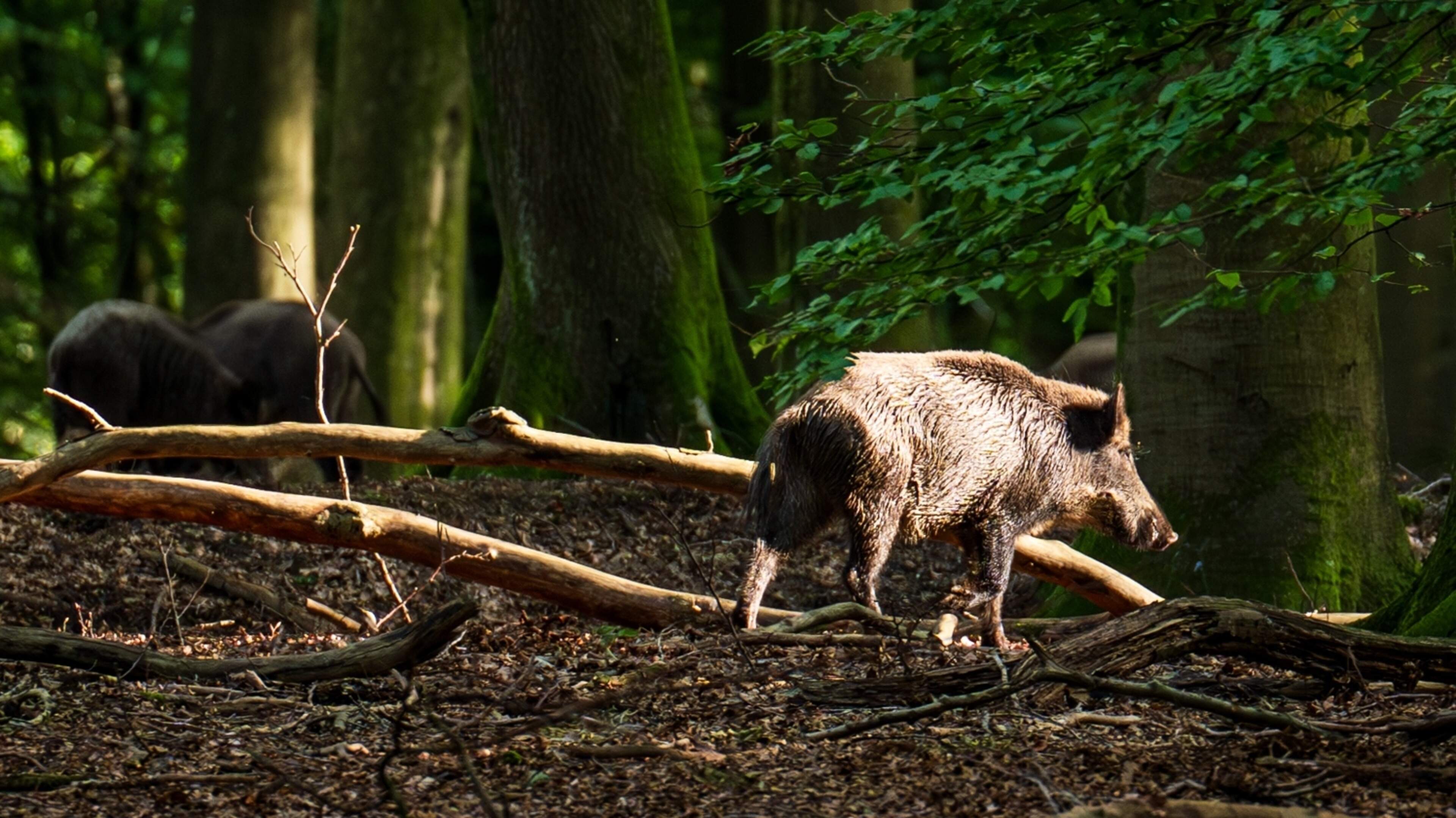 Staken zoektocht naar vermiste man (73) vanwege wolf zorgde 