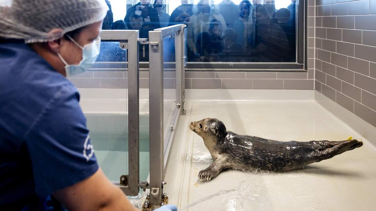 Zeehondenopvang Pieterburen: lezers vinden salaris directeur te hoog